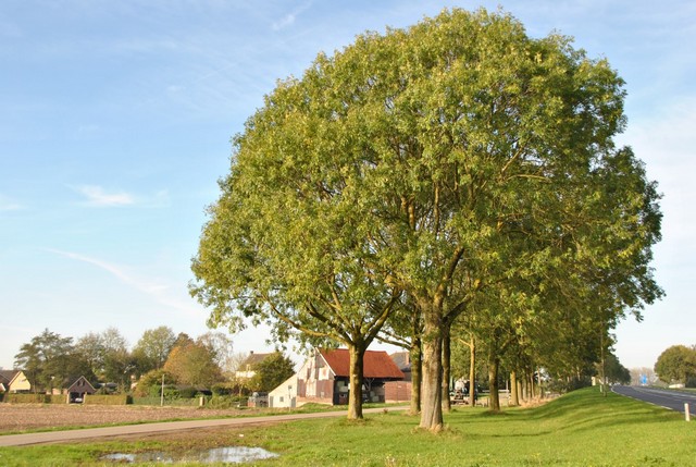 Lawncare