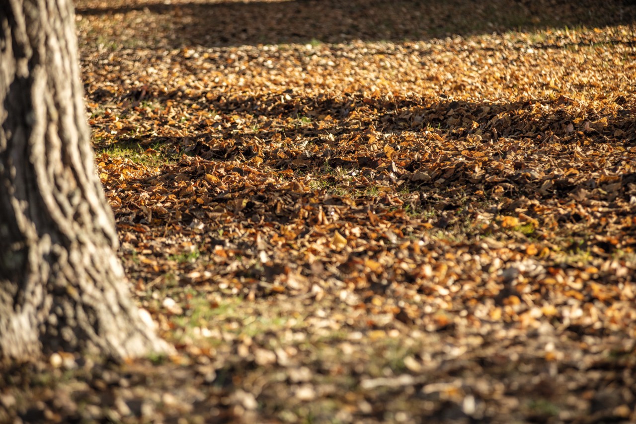 Wiese mit Laub, links im Bild ein Baumstamm