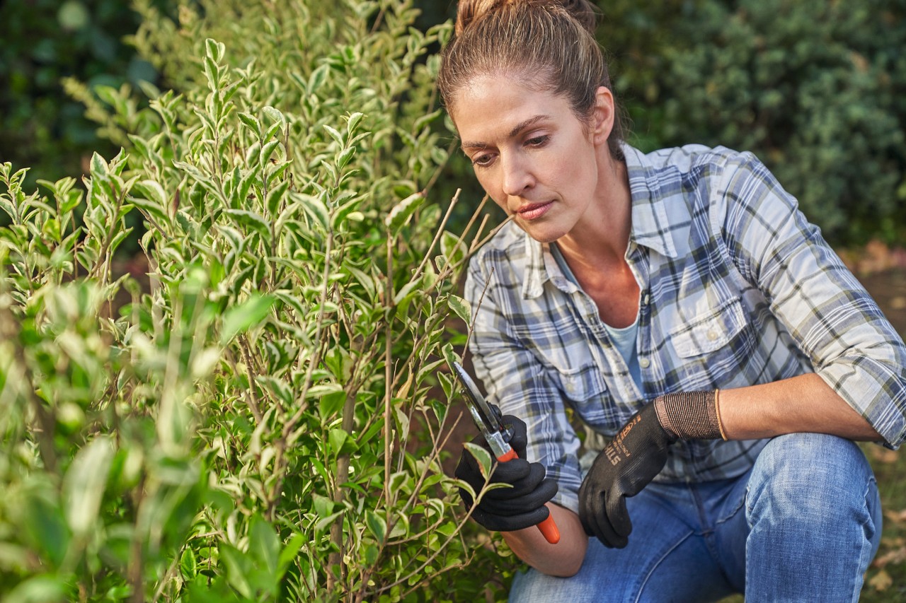 Eine Frau im karierten Hemd und mit Schutzhandschuhen kürzt mit einer STIHL Gartenschere Triebe an einer Ligusterhecke 
