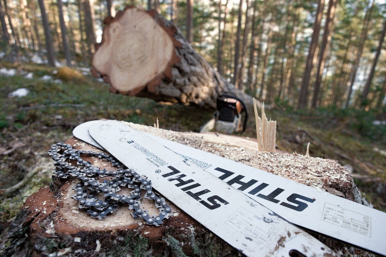 Дві направляючі шини STIHL Rollomatic E та однин ланцюг STIHL лежать на пні поруч із зрубаним деревом у лісі
