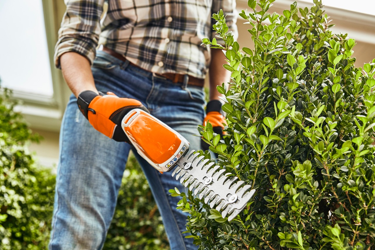 Кущ обрізають акумуляторними садовими ножицями STIHL HSA 26
